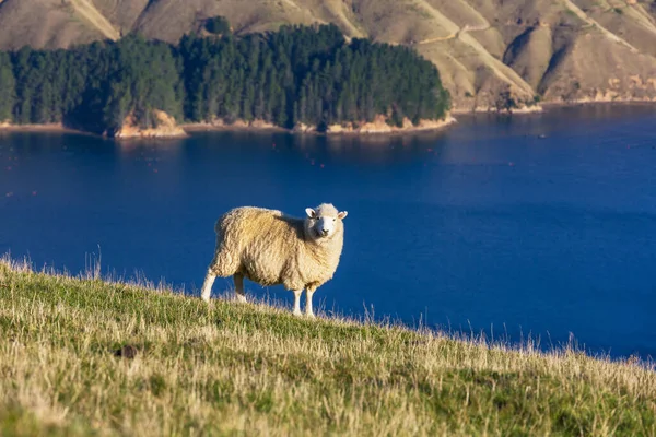 Schafe Auf Der Grünen Bergwiese Ländliche Szenerie Neuseeland — Stockfoto