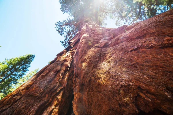 Bosque Sequoias Temporada Verano — Foto de Stock