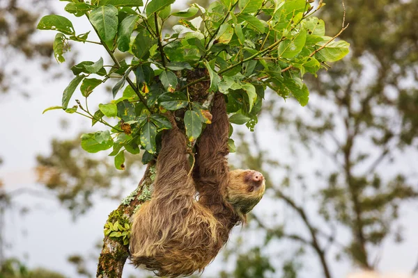 Lenistwo Drzewie Kostaryce Ameryka Środkowa — Zdjęcie stockowe