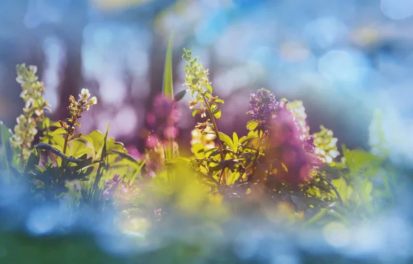 Hermosas Flores Primavera Bosque Fondo Natural Estacional —  Fotos de Stock