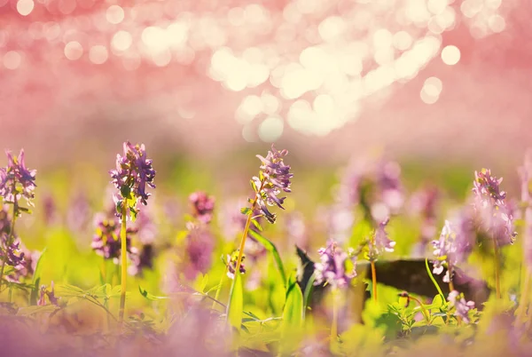 Bellissimi Fiori Primaverili Nella Foresta Stagionale Sfondo Naturale — Foto Stock