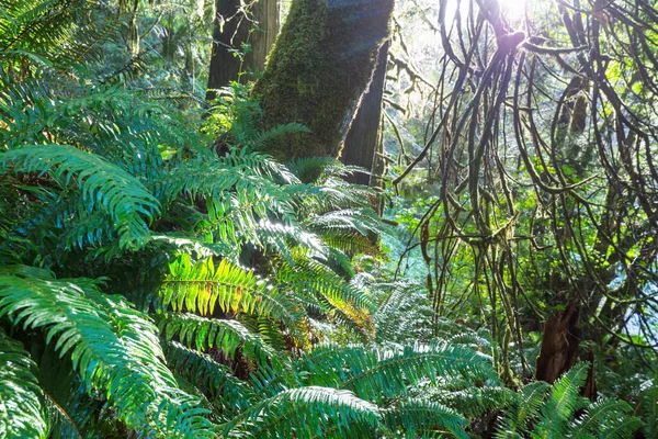 Summer Forest Sunrise Time Inspiring Summer Background — Stock Photo, Image