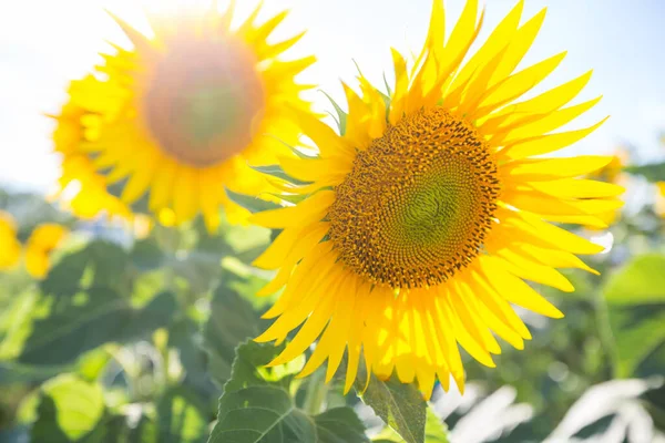 Yaz Günü Ayçiçekleri Alanı — Stok fotoğraf