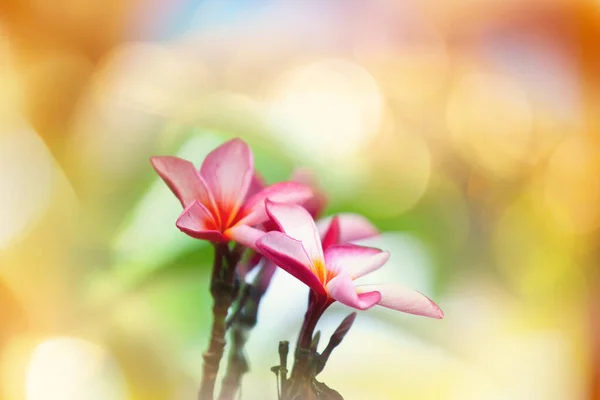 Fantastische Tropische Zonsondergang Bloemen Tuin — Stockfoto