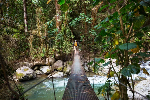 Handing Bridge Green Jungle Costa Rica Central America — Stock Photo, Image