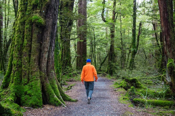 Homme Randonnée Baie Sentier Dans Forêt Nature Loisirs Randonnée Voyage — Photo