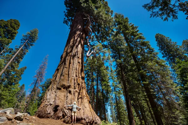 Sequoias Skog Sommarsäsongen — Stockfoto