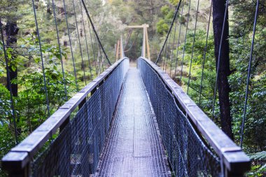 Yeşil yaz ormanında köprü