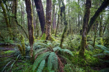 Yeni Zelanda tropikal orman ormanı. Yeşil doğal arkaplan