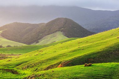 Yeni Zelanda 'nın güzel kırsal manzarası - yeşil tepeler ve ağaçlar
