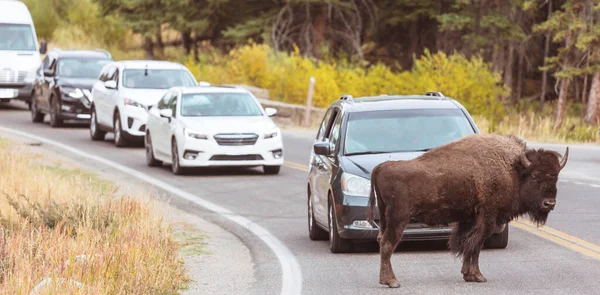 Yellowstone Ulusal Parkı Ndaki Wild Buffalo Abd — Stok fotoğraf