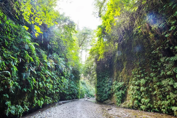 Canyon Fougères Dans Parc National Redwoods États Unis Californie — Photo