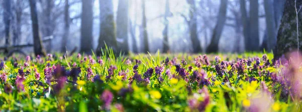 Pradera Flores Silvestres Bosque Primavera Primavera Fondo Natural —  Fotos de Stock