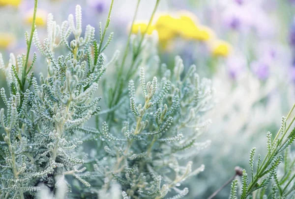 这些美丽花朵的特写镜头 适合花的背景 — 图库照片