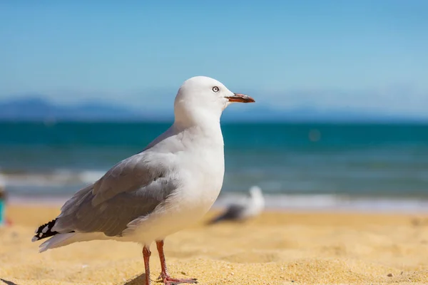 Sea Gull New Zealand Coast — Stock Photo, Image
