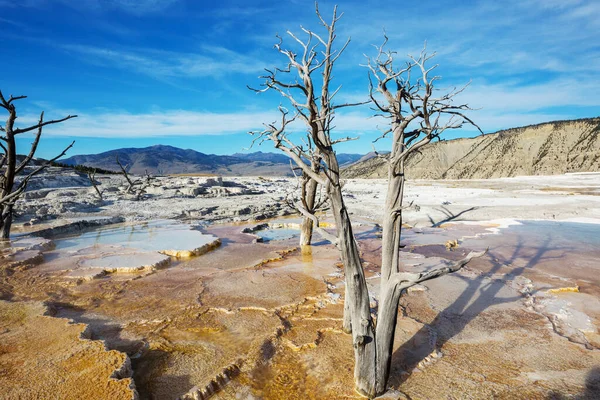 Mammoth Hot Spring Norra Ingången Till Yellowstone National Park Wyoming — Stockfoto