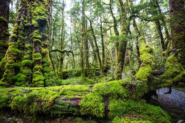 Forêt Tropicale Jungle Nouvelle Zélande Fond Naturel Vert — Photo