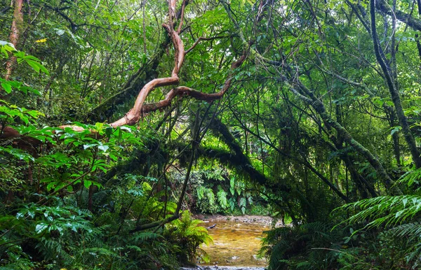 Zélandi Trópusi Dzsungelerdő Zöld Természetes Háttér — Stock Fotó