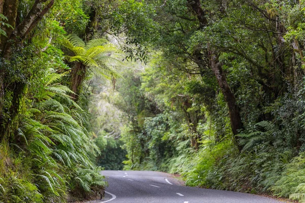 Nieuw Zeelandse Tropische Jungle Bos Groene Natuurlijke Achtergrond — Stockfoto