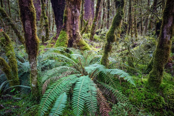 Новозеландський Тропічний Ліс Зелене Природне Тло — стокове фото