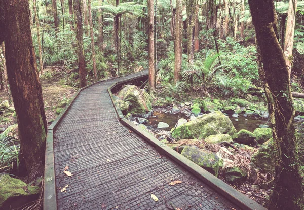 Foresta Tropicale Della Giungla Della Nuova Zelanda Verde Sfondo Naturale — Foto Stock