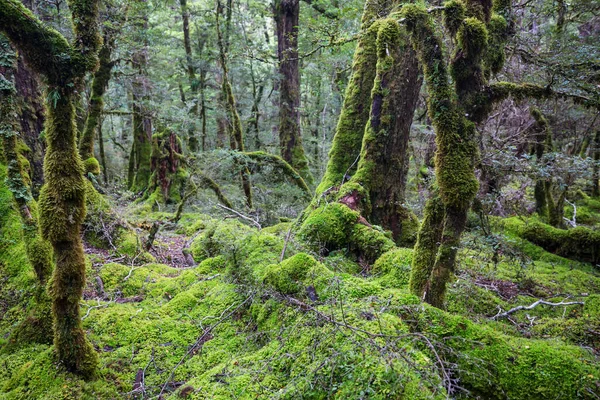 Nový Zéland Tropický Džungle Les Zelené Přírodní Pozadí — Stock fotografie