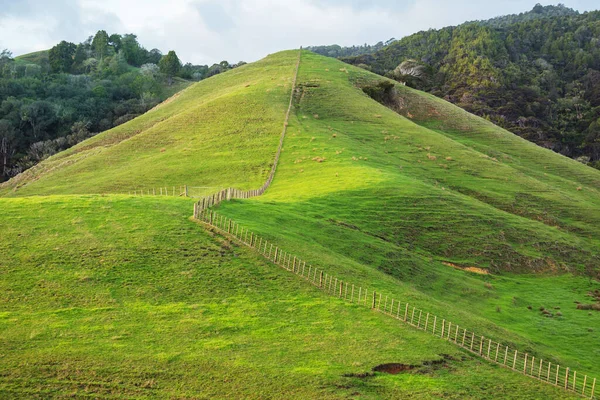 Bellissimo Paesaggio Rurale Della Nuova Zelanda Verdi Colline Alberi — Foto Stock