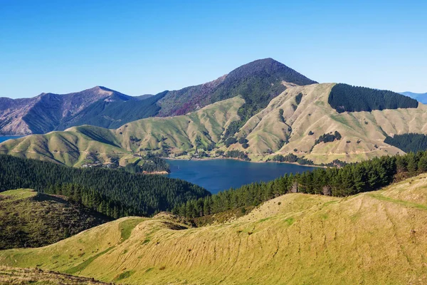 Hermoso Paisaje Rural Nueva Zelanda Verdes Colinas Árboles —  Fotos de Stock