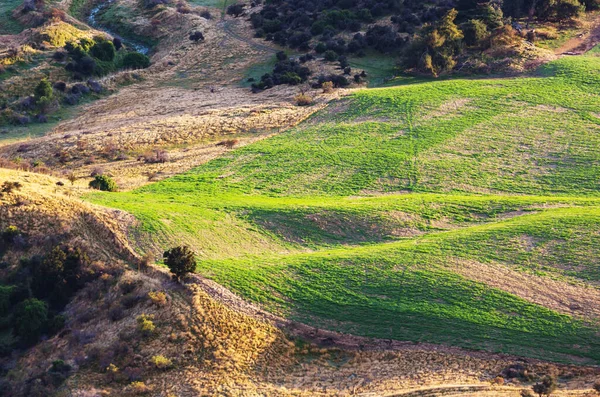 Bellissimo Paesaggio Rurale Della Nuova Zelanda Verdi Colline Alberi — Foto Stock