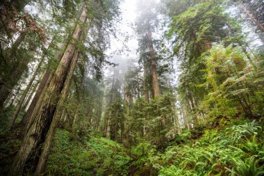 Yaz mevsiminde Sequoias Ormanı