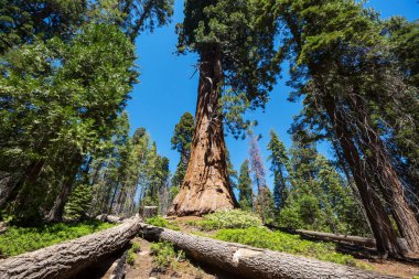 Yaz mevsiminde Sequoias Ormanı