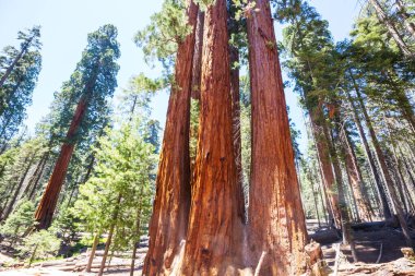 Yaz mevsiminde Sequoias Ormanı