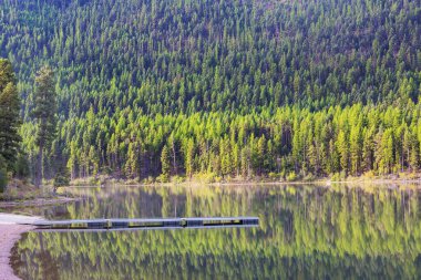 Ormanda yeşil yaz gölü