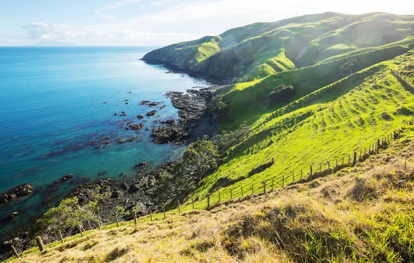 Prachtig Landelijk Landschap Van Nieuw Zeeland Groene Heuvels Bomen — Stockfoto