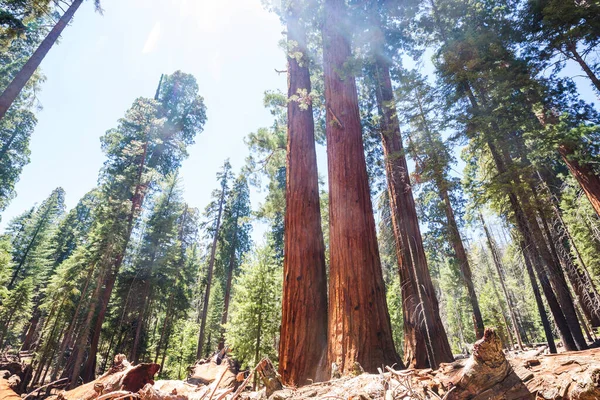 Sequoias Skog Sommarsäsongen — Stockfoto