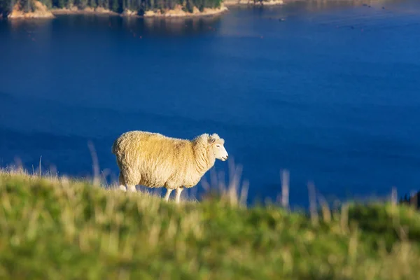 Schapen Groene Bergweide Landelijke Omgeving Nieuw Zeeland — Stockfoto