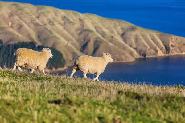 Πρόβατα Πράσινο Λιβάδι Στο Βουνό Αγροτική Σκηνή Στη Νέα Ζηλανδία — Φωτογραφία Αρχείου