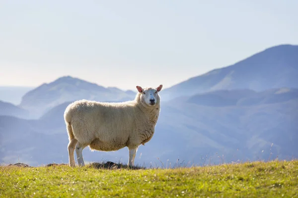 Sheep Green Mountain Meadow Rural Scene New Zealand — Stock Photo, Image