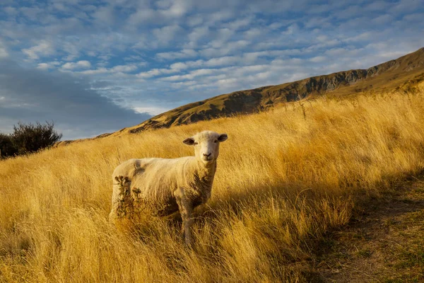 Ovelhas Prado Verde Montanha Cena Rural Nova Zelândia — Fotografia de Stock