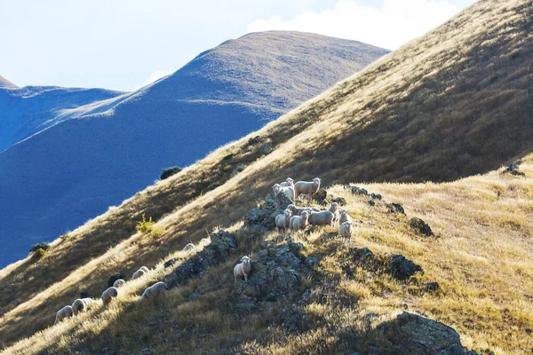 Får Grön Bergsäng Lantlig Scen Nya Zeeland — Stockfoto