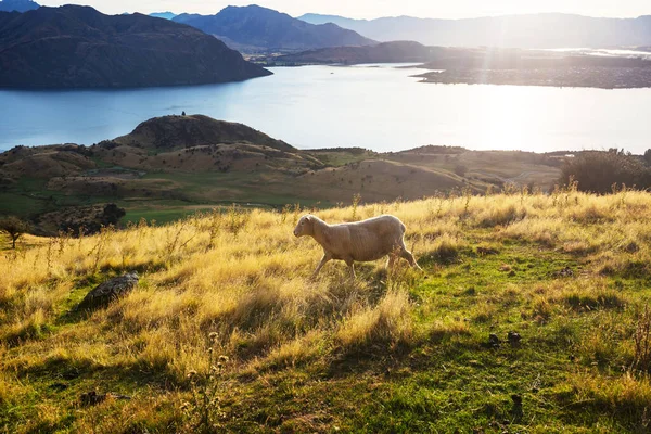 Sheep Green Mountain Meadow Rural Scene New Zealand — Stock Photo, Image