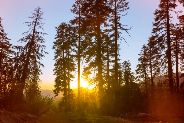 Zomer Bos Bij Zonsopgang Inspirerende Zomerse Achtergrond — Stockfoto