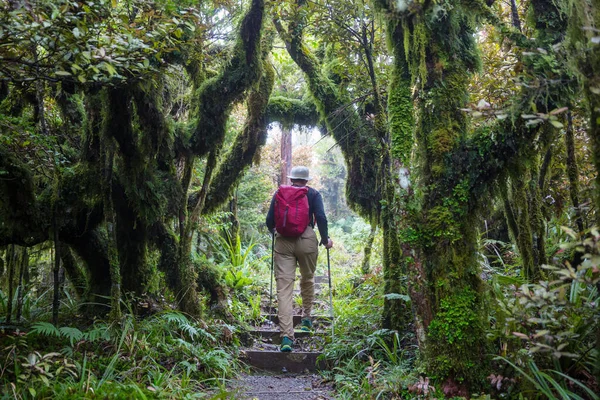 Man Escursioni Baia Sentiero Nella Foresta Natura Escursioni Piacere Viaggio — Foto Stock