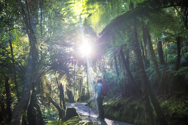 Foresta Tropicale Della Giungla Della Nuova Zelanda Verde Sfondo Naturale — Foto Stock