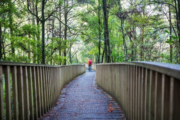 Forêt Tropicale Jungle Nouvelle Zélande Fond Naturel Vert — Photo