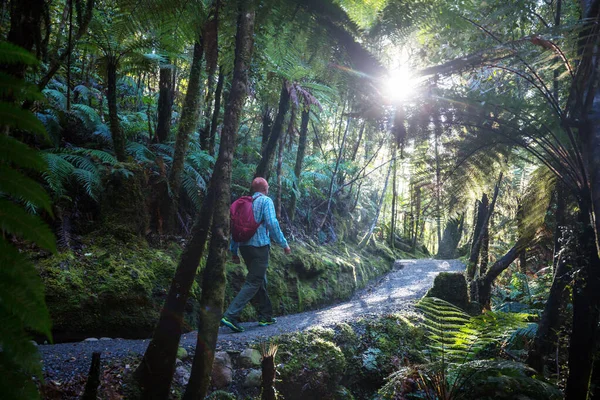 Forêt Tropicale Jungle Nouvelle Zélande Fond Naturel Vert — Photo