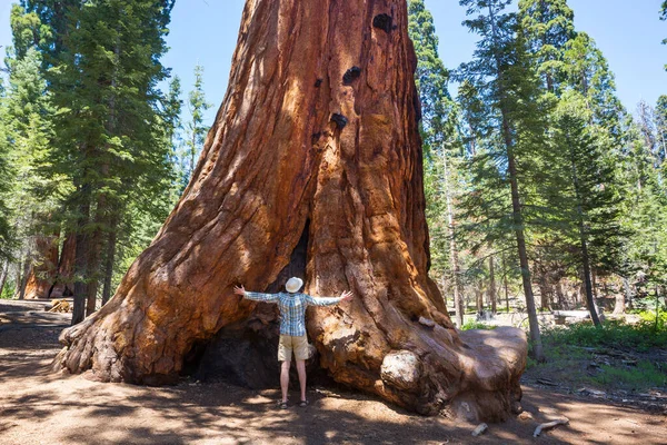 Foresta Delle Sequoie Nella Stagione Estiva — Foto Stock