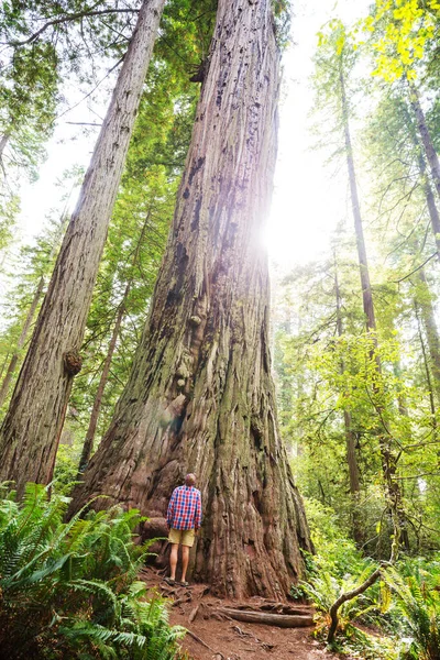 Sequoias Wald Der Sommersaison — Stockfoto