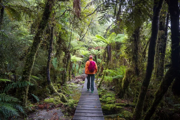 Neuseeländischer Tropischer Urwald Grüner Natürlicher Hintergrund — Stockfoto