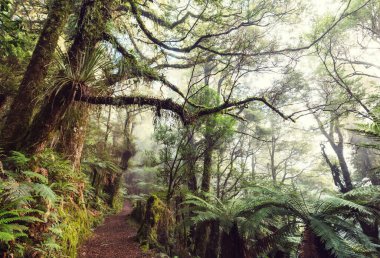 Yeni Zelanda tropikal orman ormanı. Yeşil doğal arkaplan